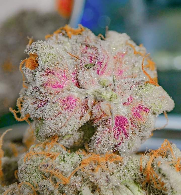 Best pic from r/weedporn