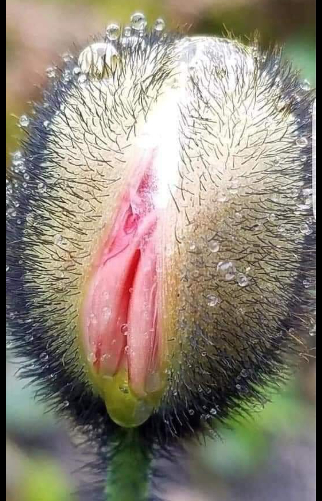 Best pic from r/wildlyvagina