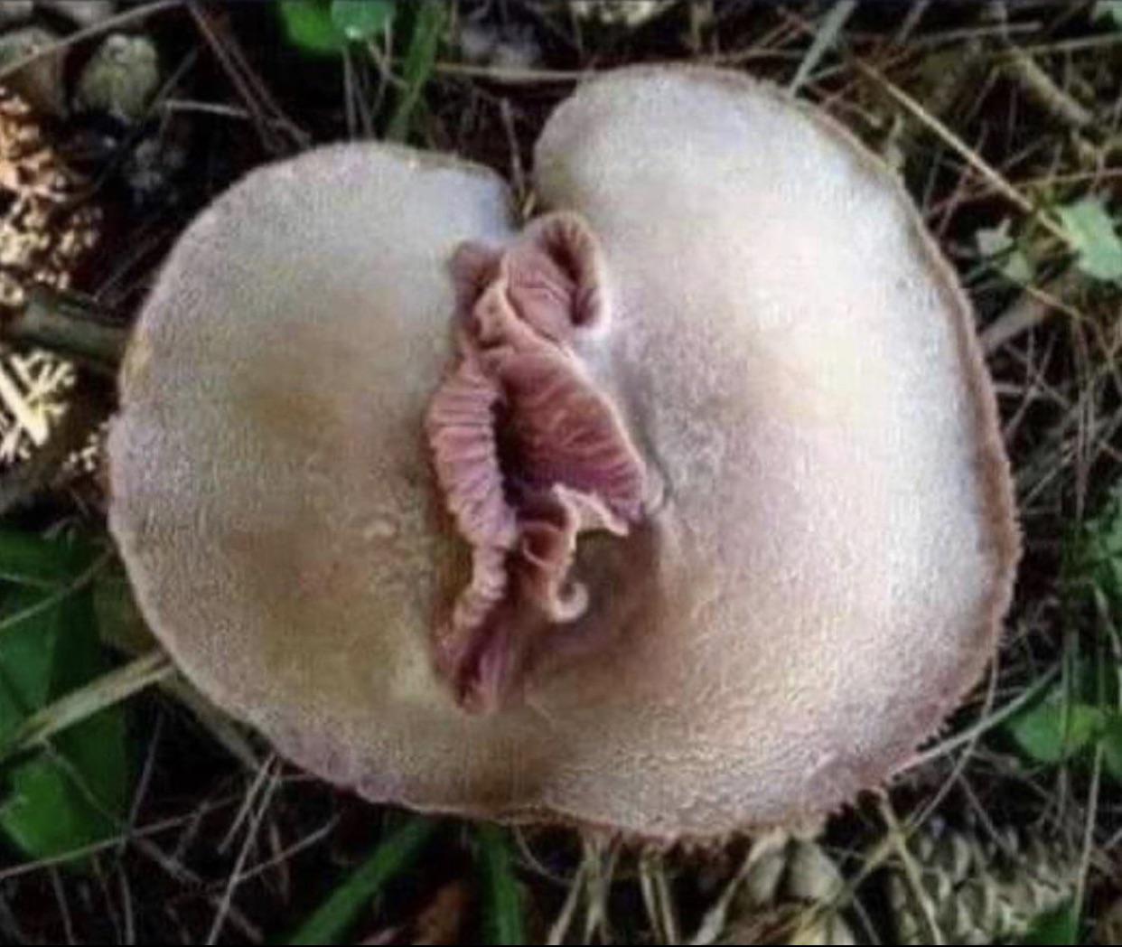 Best pic from r/wildlyvagina