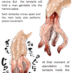 Erotinomicon