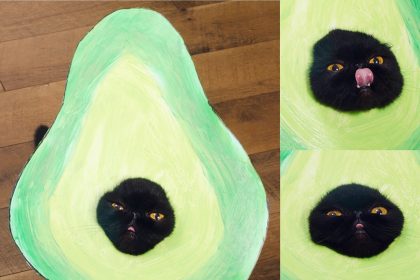 avocadosgonewild